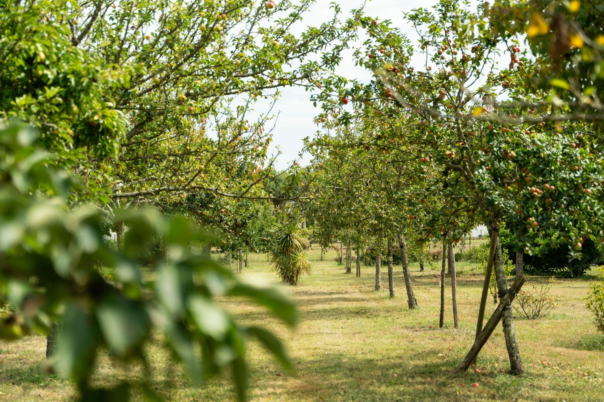 maison 6 Pièces en vente sur ARVERT (17530)