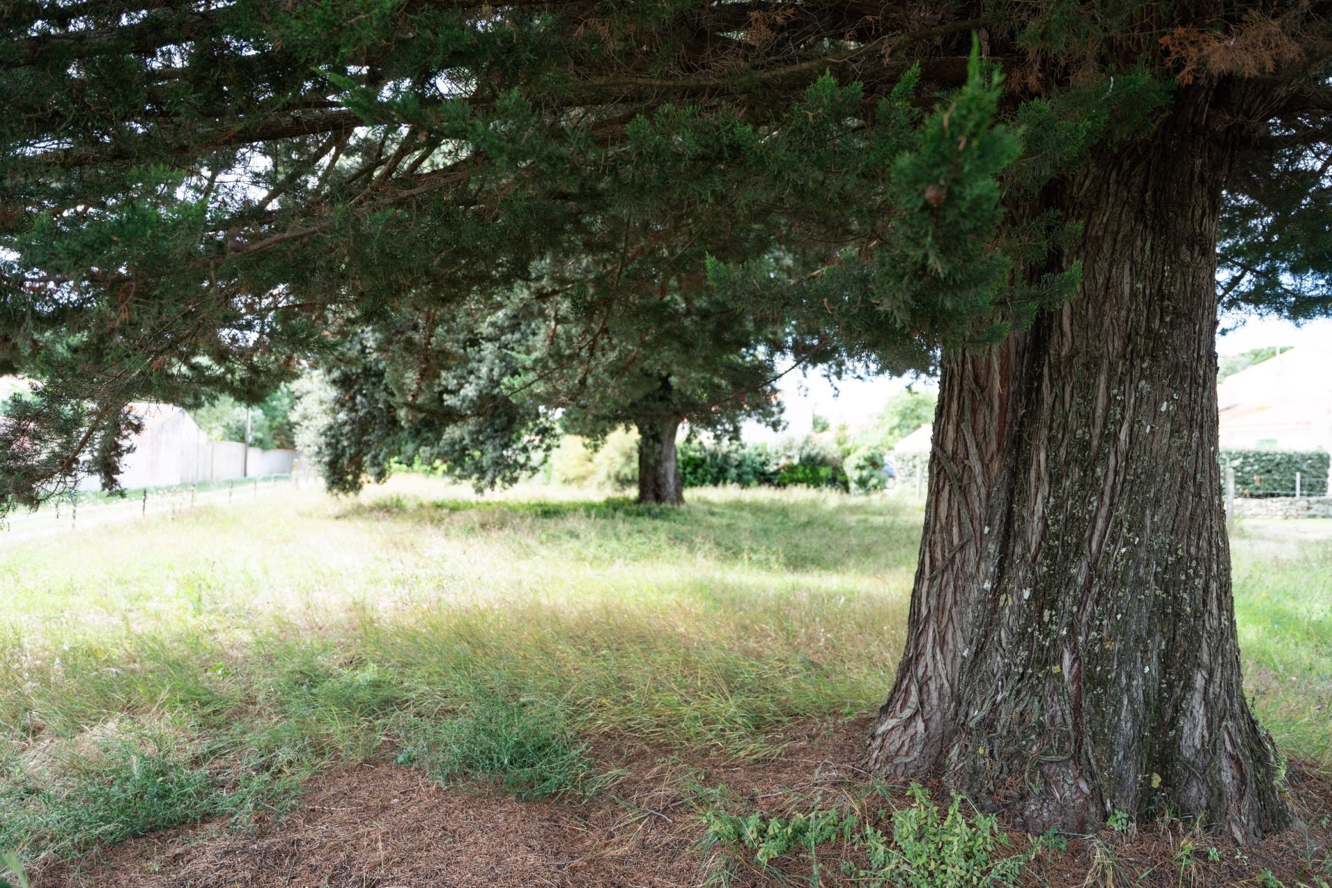 terrain en vente sur ST PIERRE D OLERON (17310)