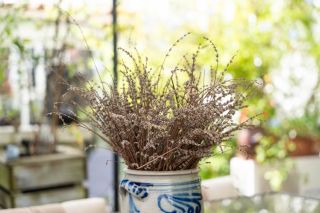 maison 6 Pièces en vente sur ST DENIS D OLERON (17650)