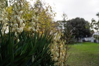 house 5 Rooms for sale on LE CHATEAU D OLERON (17480)