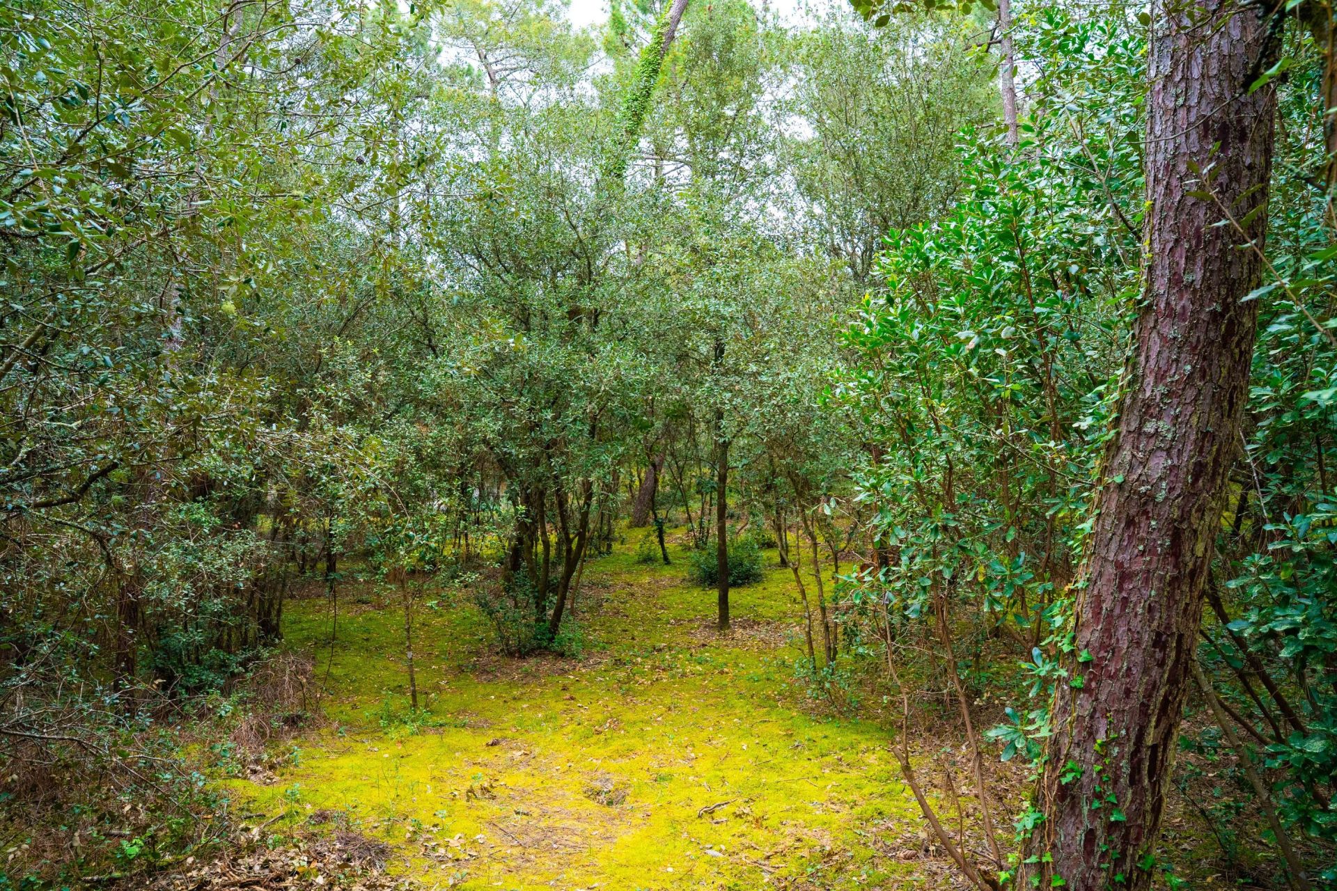 terrain en vente sur LA PALMYRE (17570)