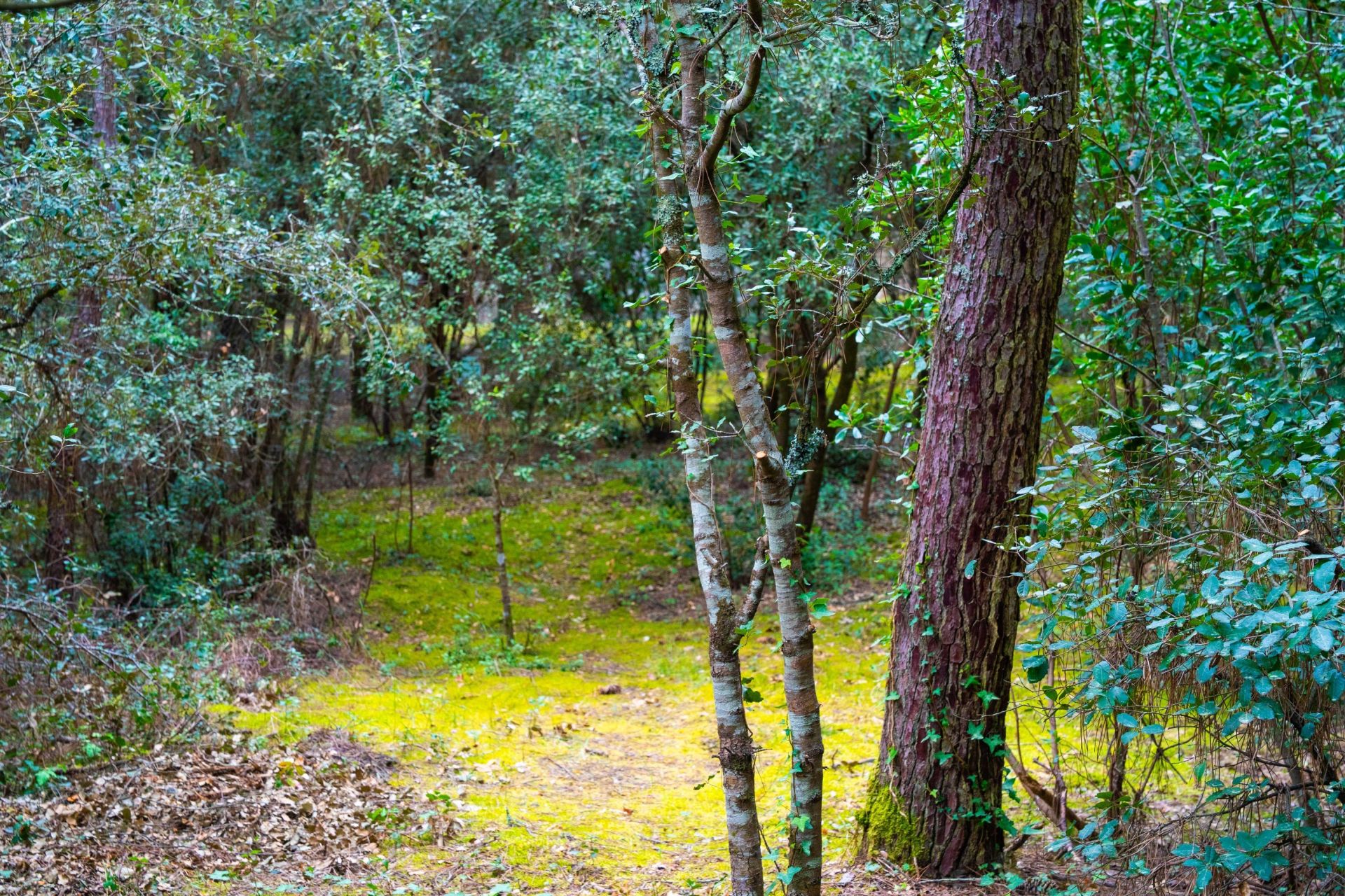 terrain en vente sur LA PALMYRE (17570)