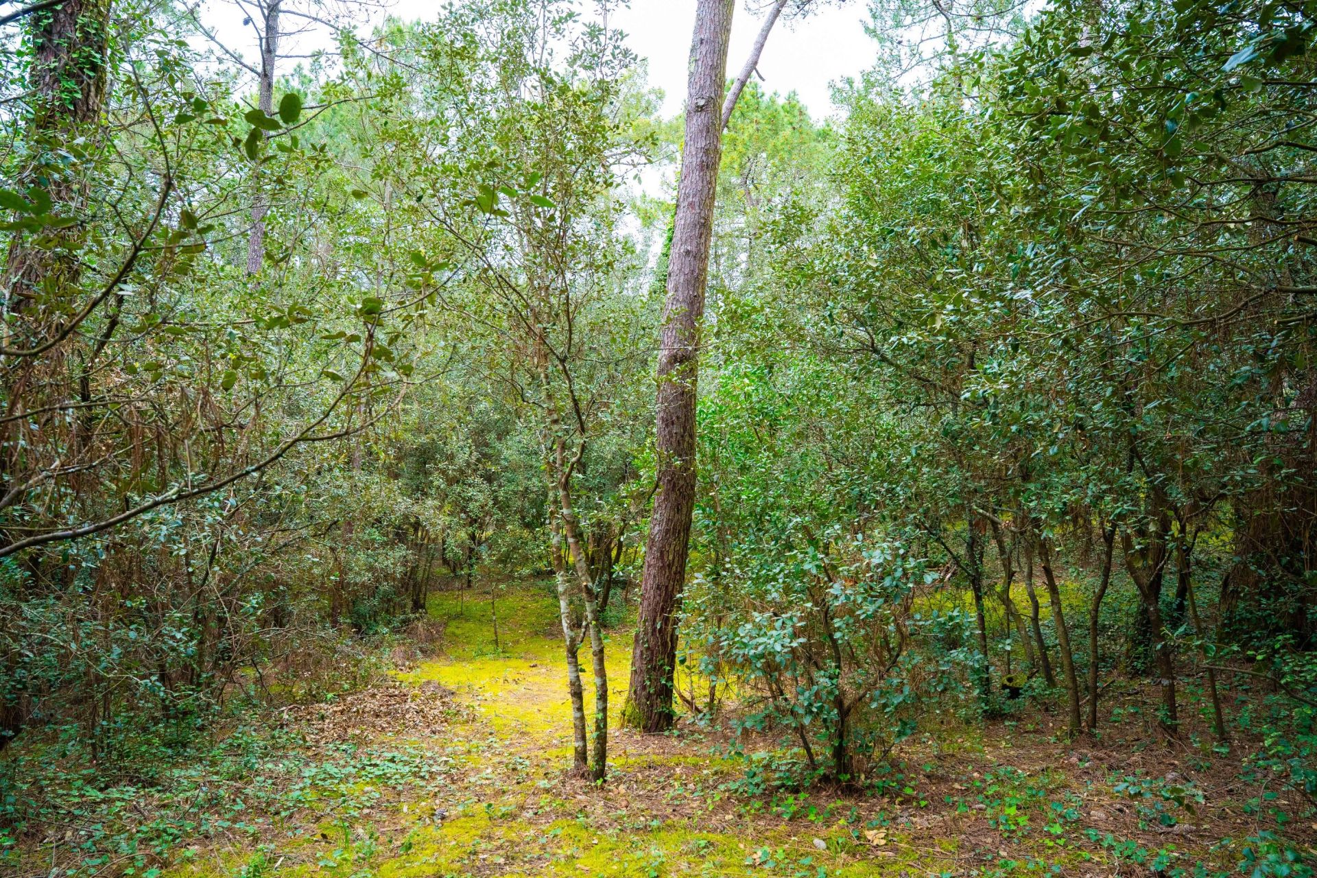 terrain en vente sur LA PALMYRE (17570)