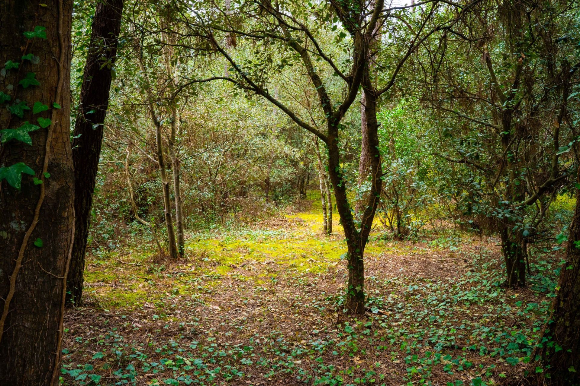 terrain en vente sur LA PALMYRE (17570)