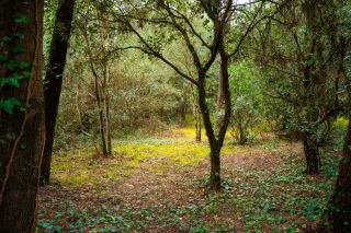 terrain en vente sur LA PALMYRE (17570)