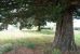 land for sale on ST PIERRE D OLERON (17310)